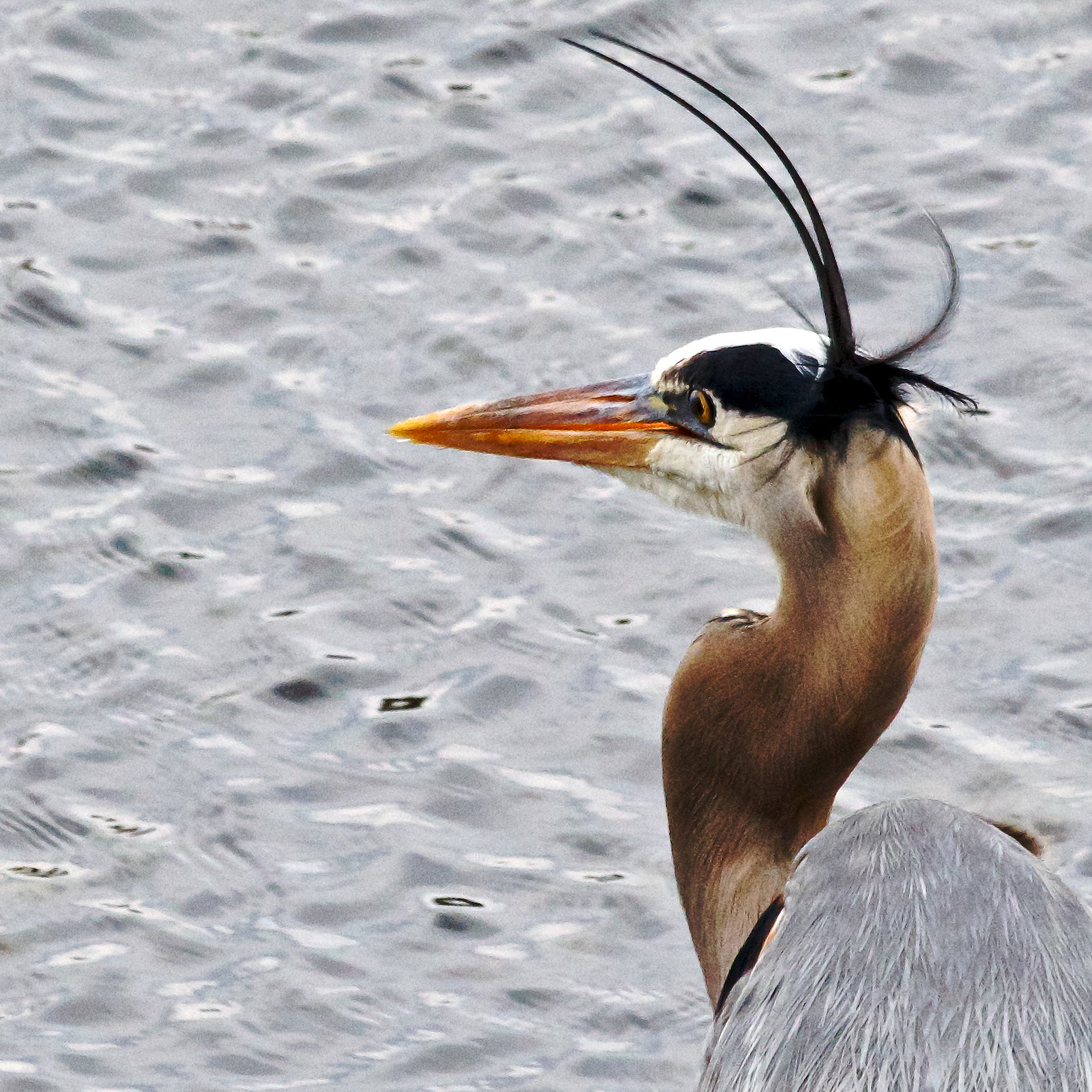 Close-up of heron's head with water in background