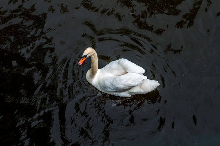 White swan on black water