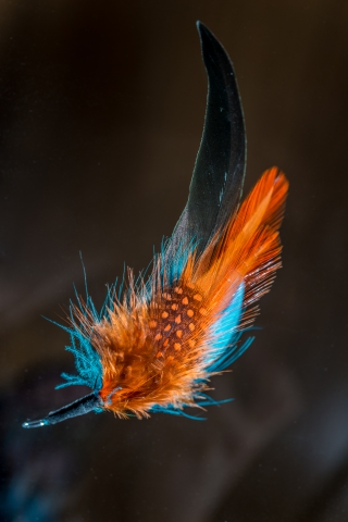 Decorative feather, with orange and blue feathers