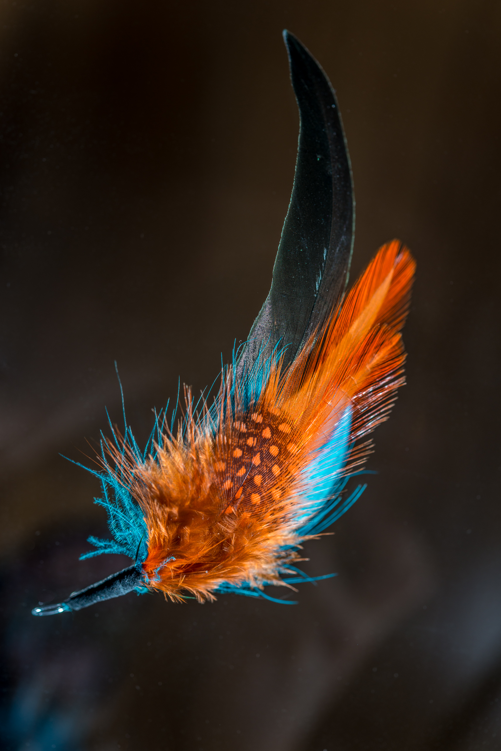 Decorative feather, with orange and blue feathers