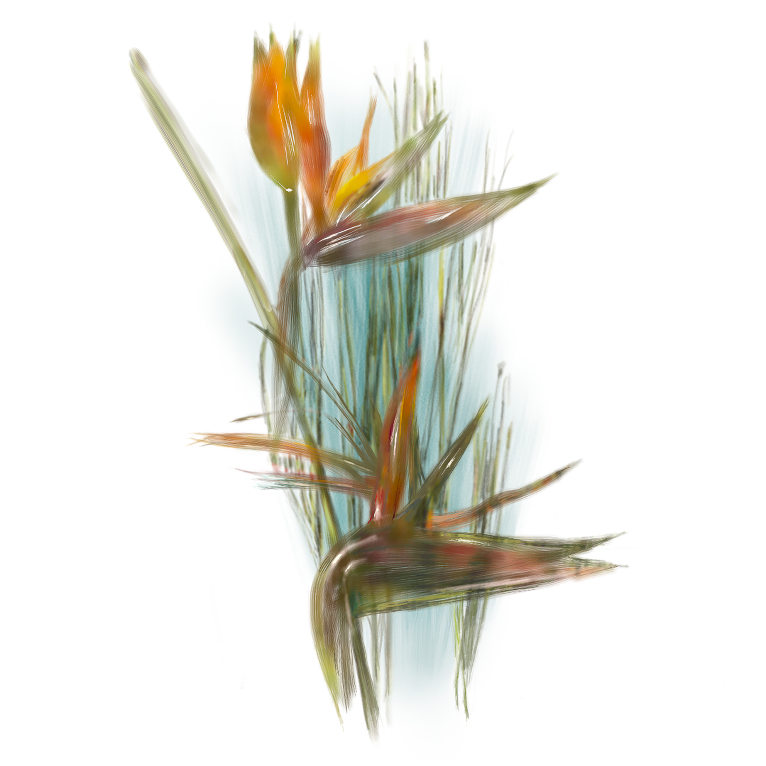 Birds of paradise among reeds